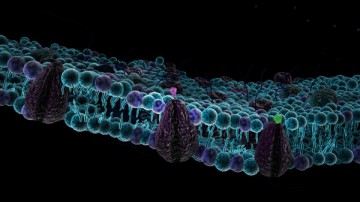 Biochemistry —UBC LSC 10th Session